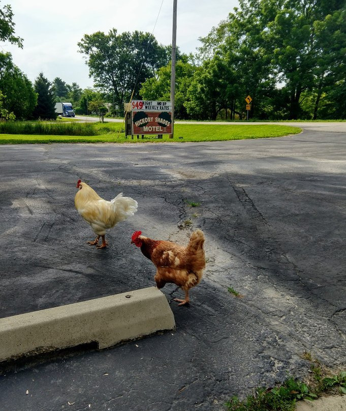 Hickory Shades Motel主图