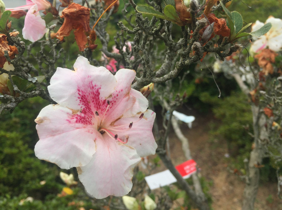 The center of Azalea foundation in Kurume city (Tsutsuji Center)景点图片