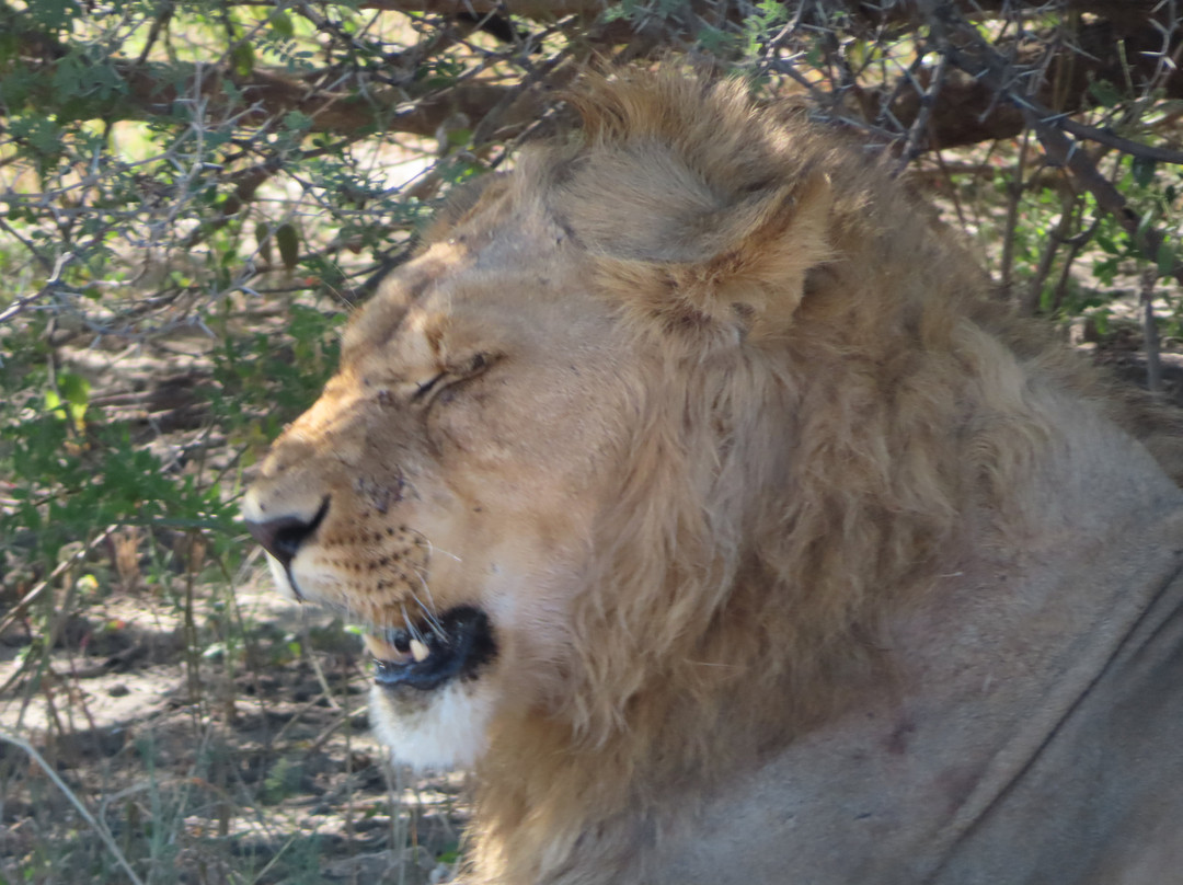 Mosu Safari Tours景点图片