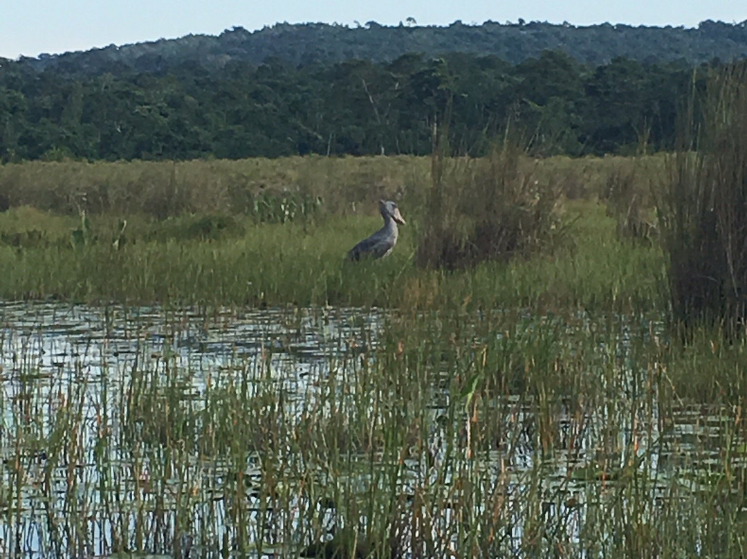 Mabamba Swamp Shoebill Bird Watching景点图片