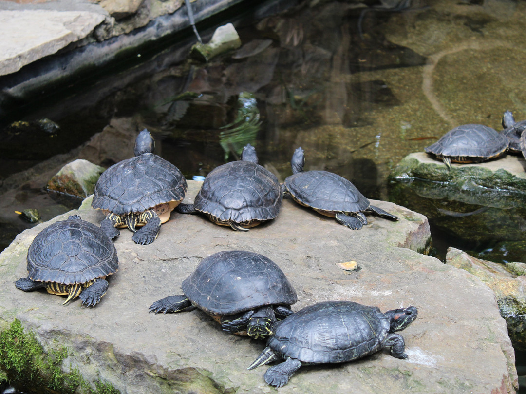 Center Parcs De Kempervennen主图