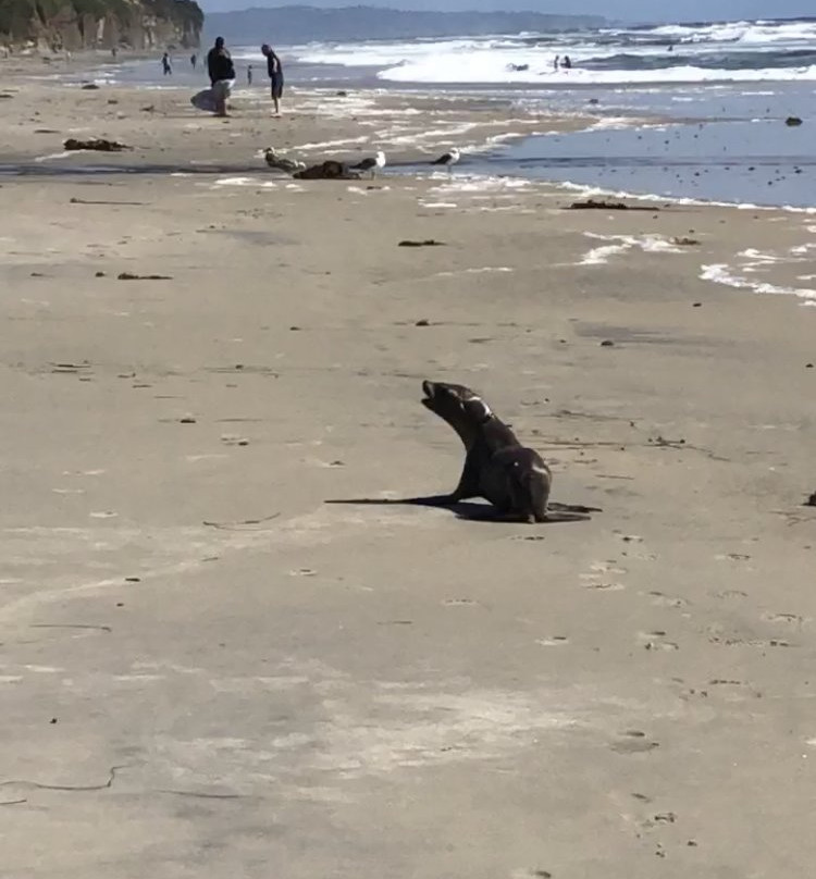 Moonlight Beach State Park-恩西尼塔斯必去景点