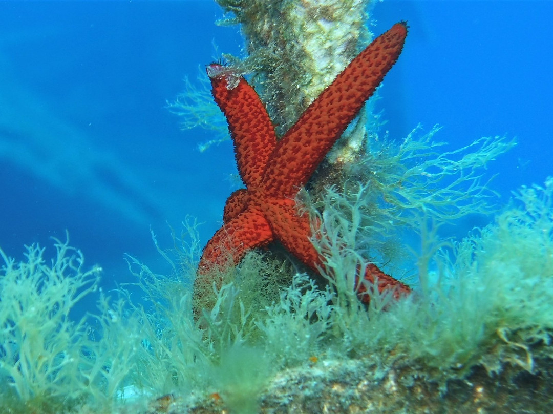 Dawn Diving-卡拉必去景点