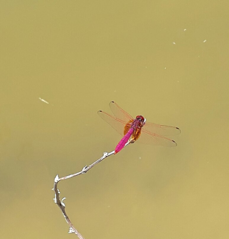 Danasan Eco Adventure Park-宿雾必去景点