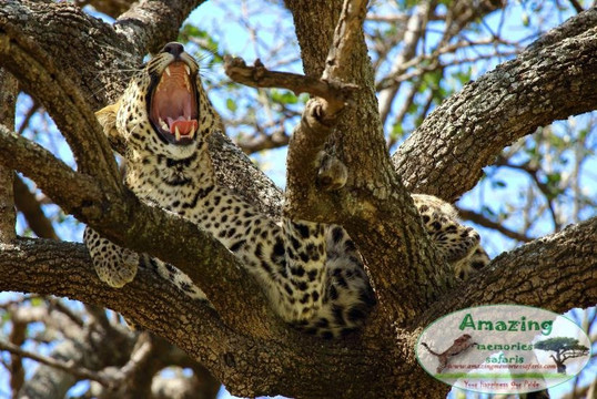 Amazing Memories Safaris