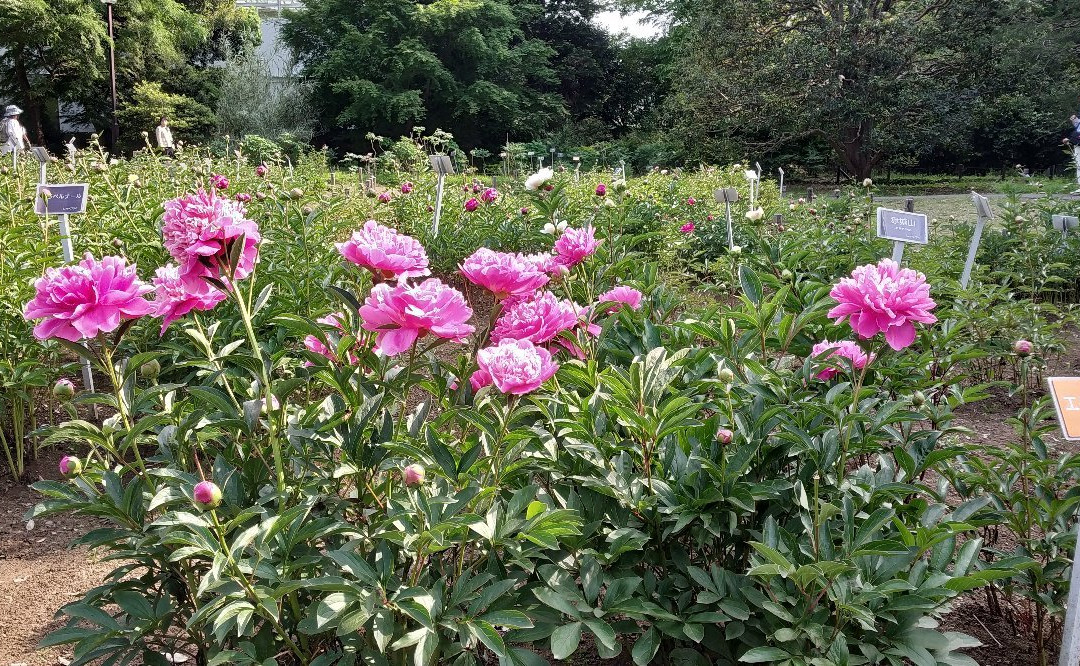 Jindai Botanical Park景点图片