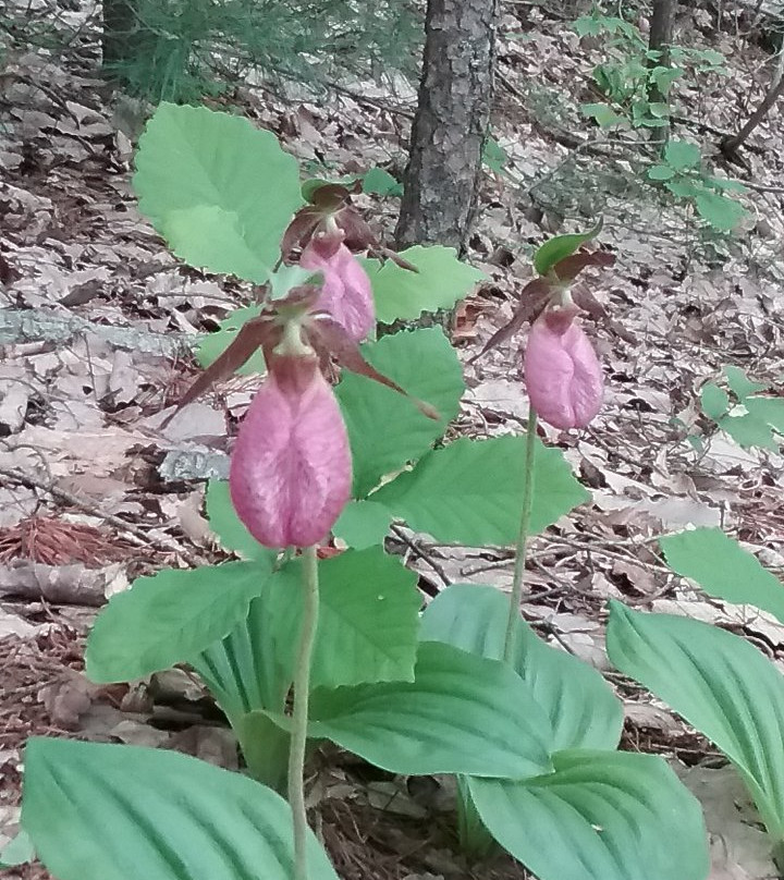 Rhododendron Cove State Nature Preserve-Sugar Grove必去景点