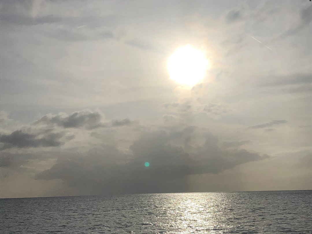 Super Cats-布里奇顿必去景点