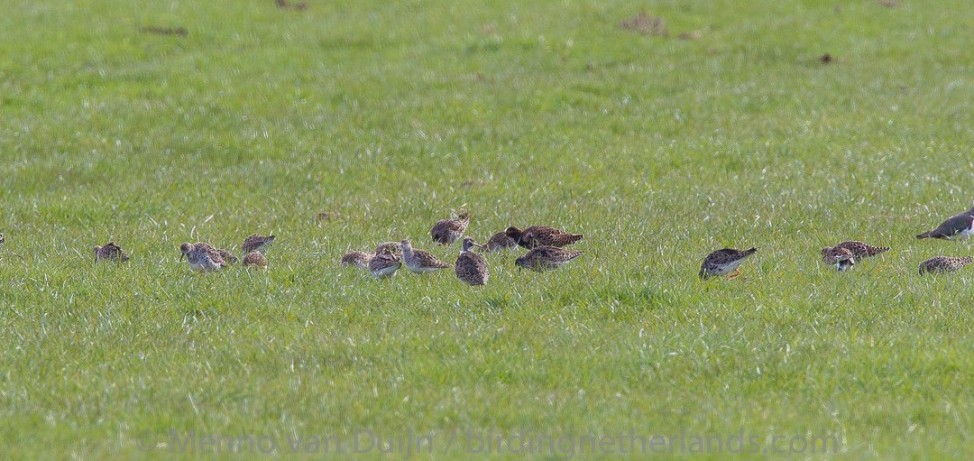 Birding Netherlands景点图片