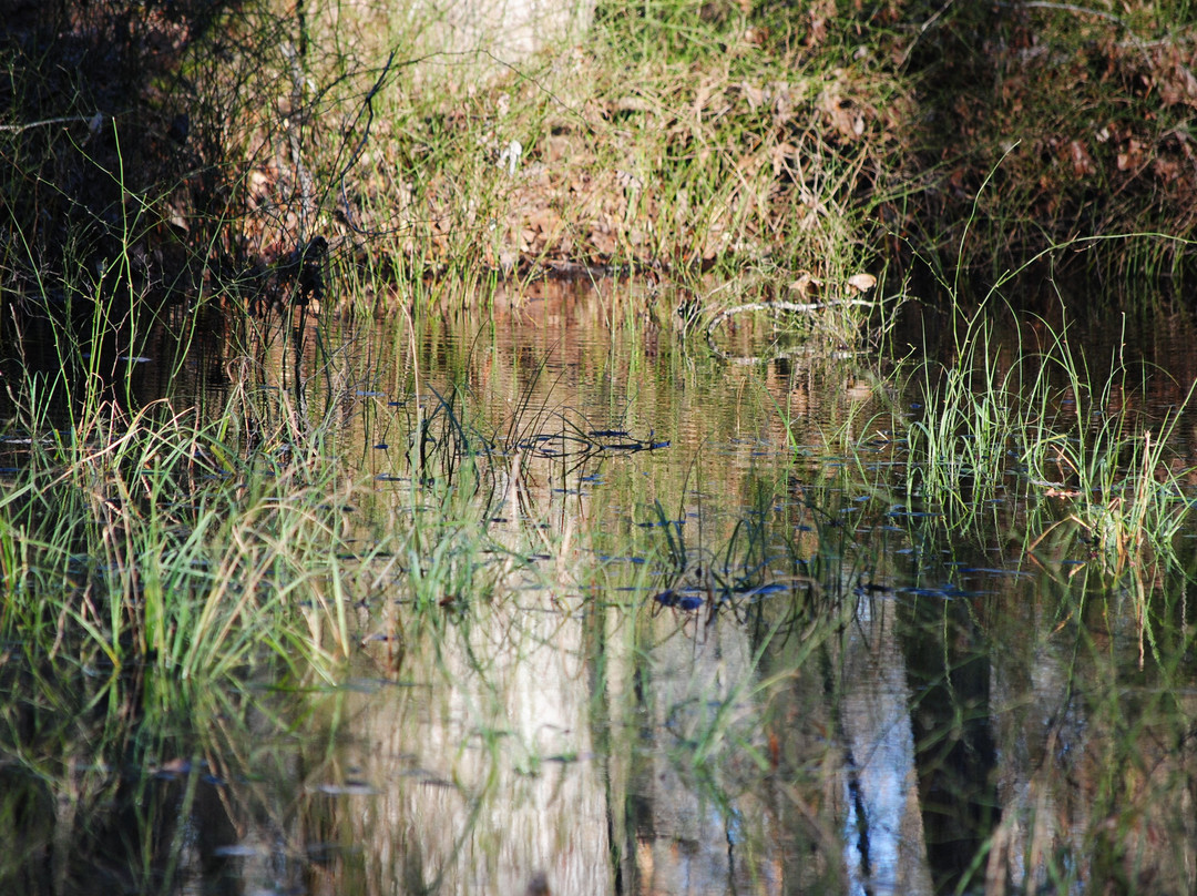 Shiloh Indian Mounds National Historic Landmark-Shiloh必去景点