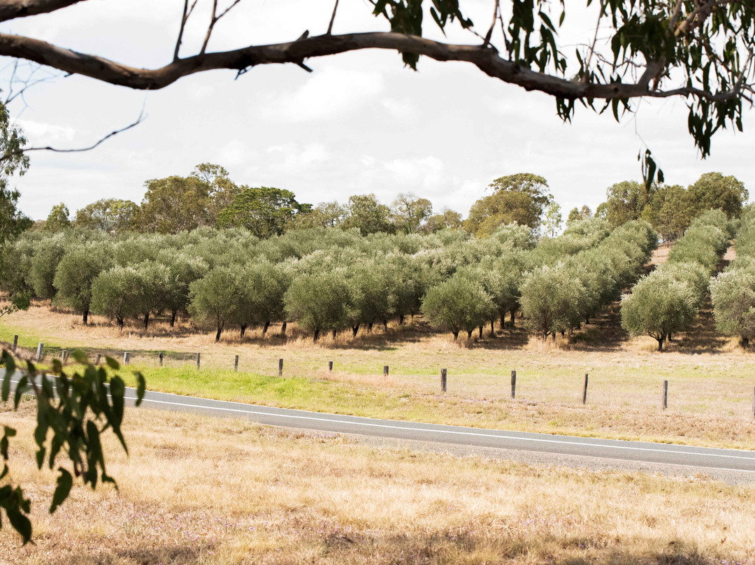 Clovely Estate Vineyard Cellar Door景点图片