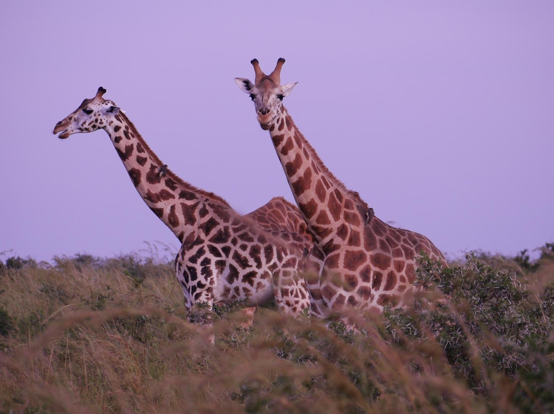 Nature Connect Safaris Uganda景点图片