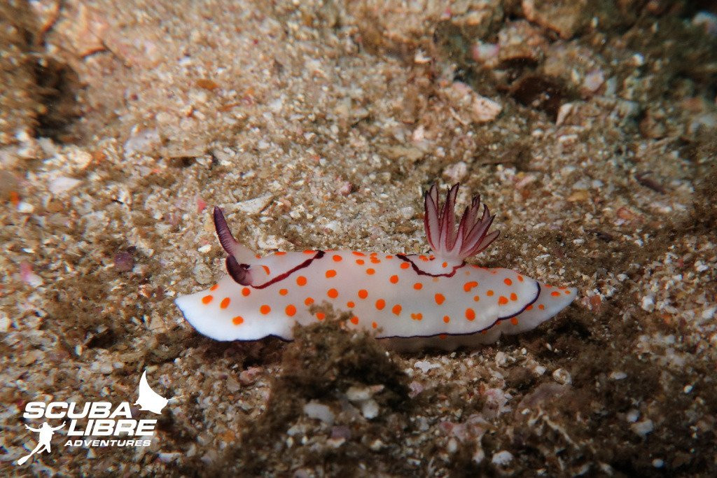 Scuba Libre Adventures-拉廊必去景点