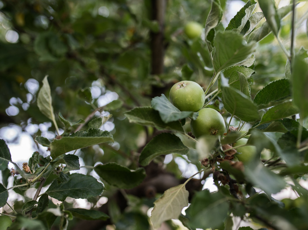 Agape Farm & Retreat主图