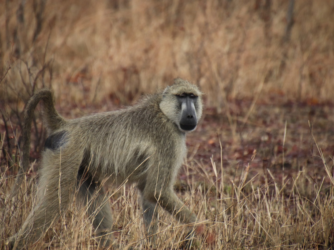 Stanley's Kopje主图