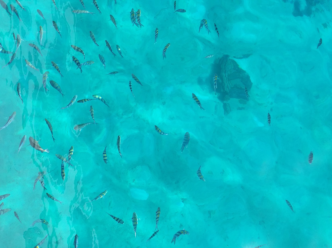 Millennium divers Sharm景点图片