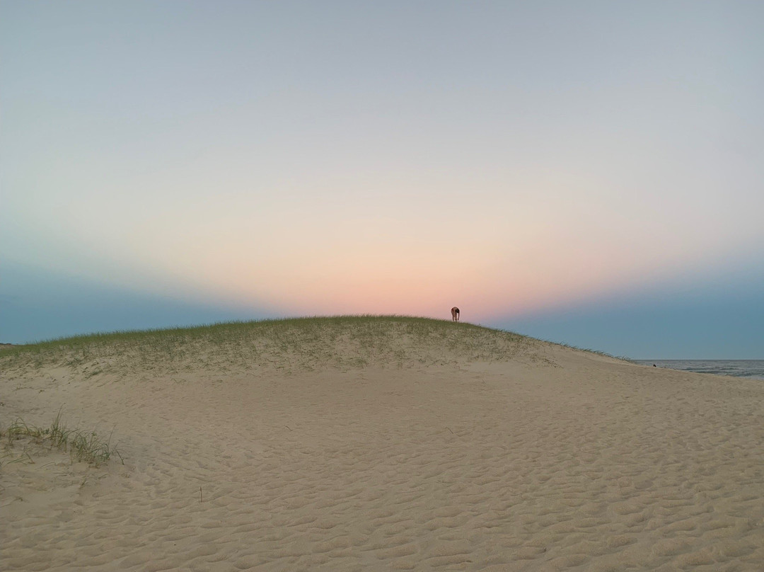 La Viuda del Diablo主图