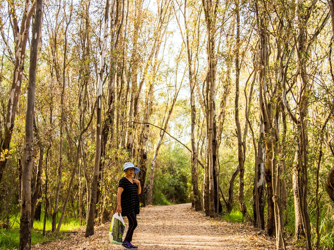 Wonga Wetlands-奥尔伯里必去景点