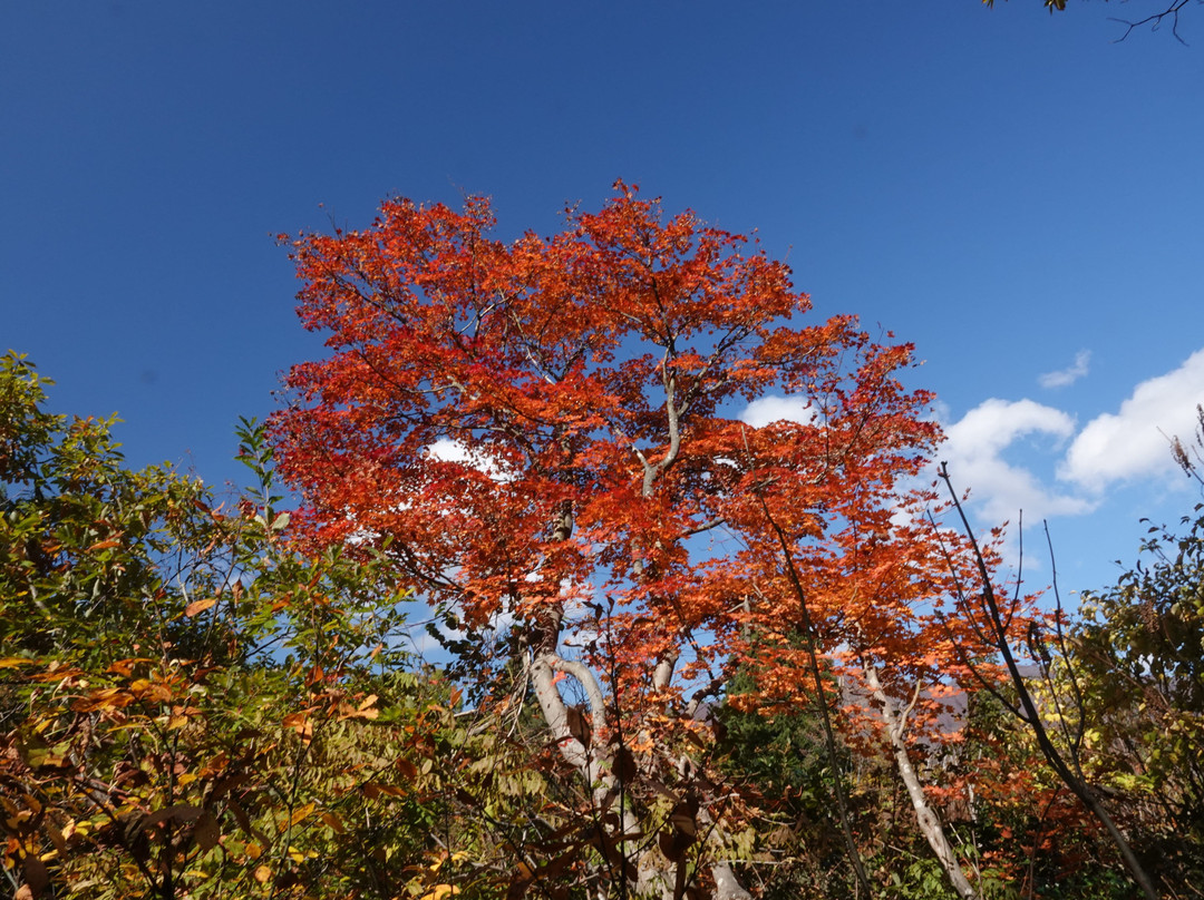 Buna no Satoyama Komichi景点图片