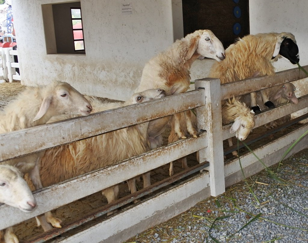 Swiss Sheep Farm Pattaya景点图片