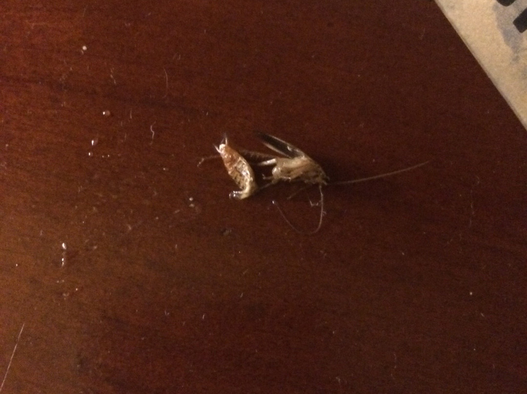 Travelodge by Wyndham New Orleans West Harvey Hotel