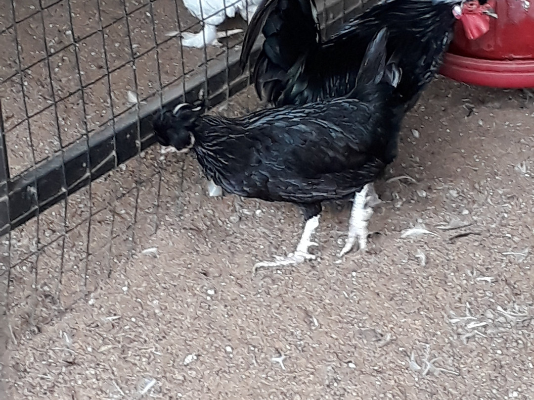 Regional Agricultural Research Station-Sulthan Bathery必去景点