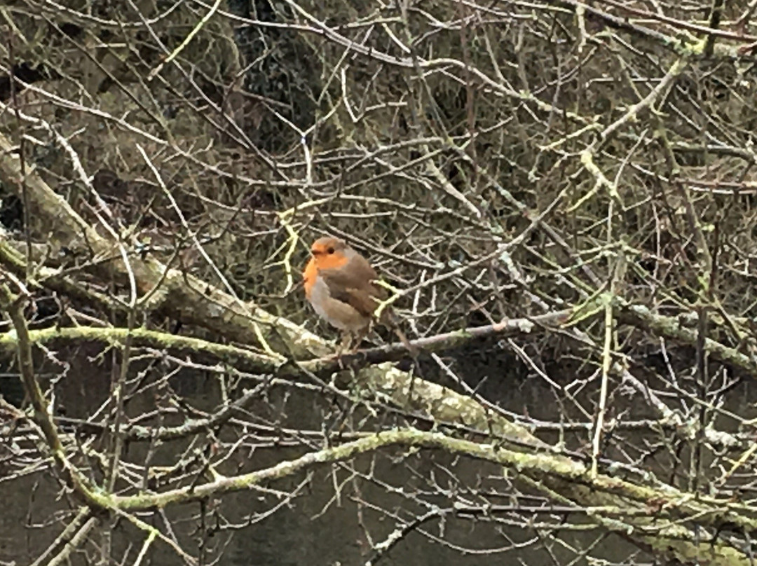 Tocil Wood and Nature Reserve景点图片