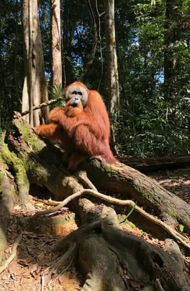 Trekking Bukit Lawang-武吉拉旺必去景点