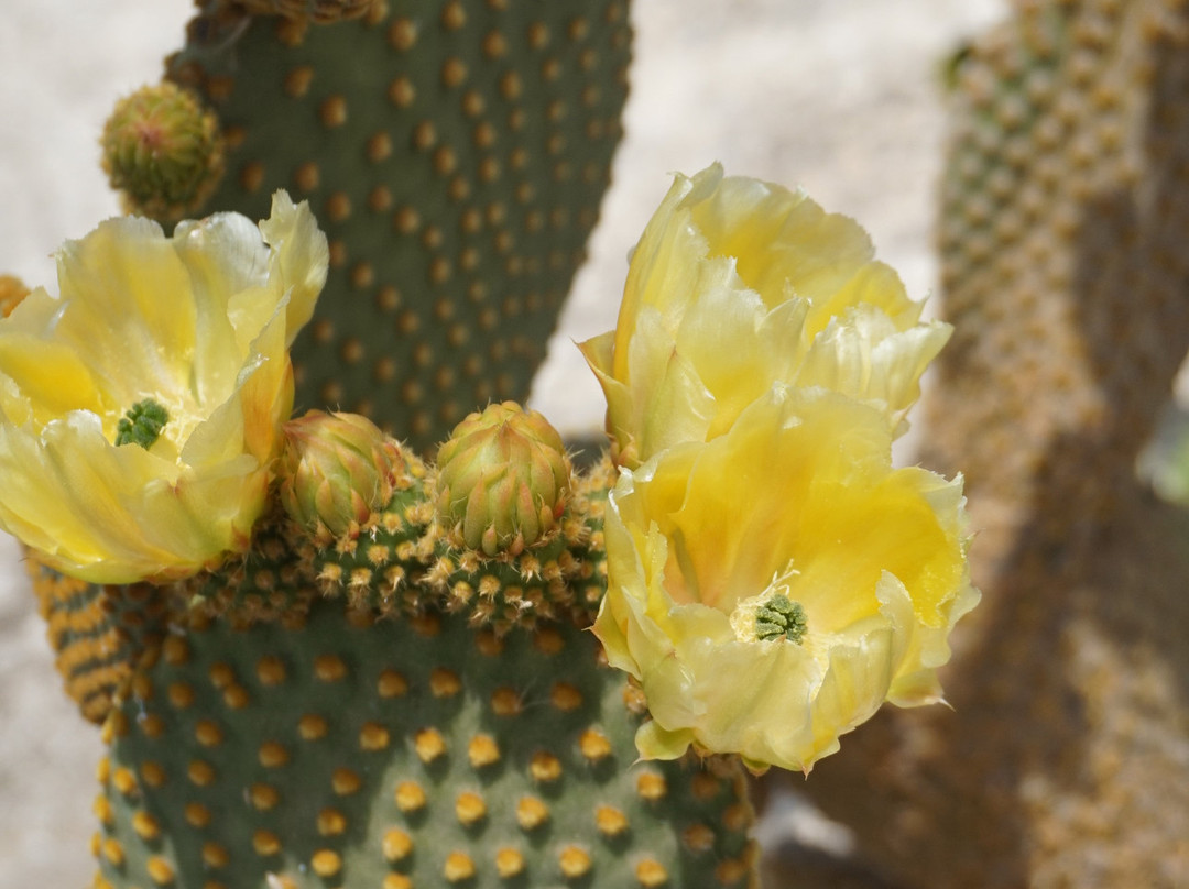 Tolon Beach Hotel主图