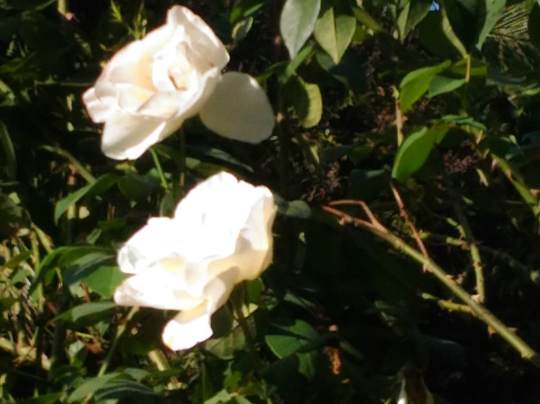 Padmapuram Gardens-Araku Valley必去景点