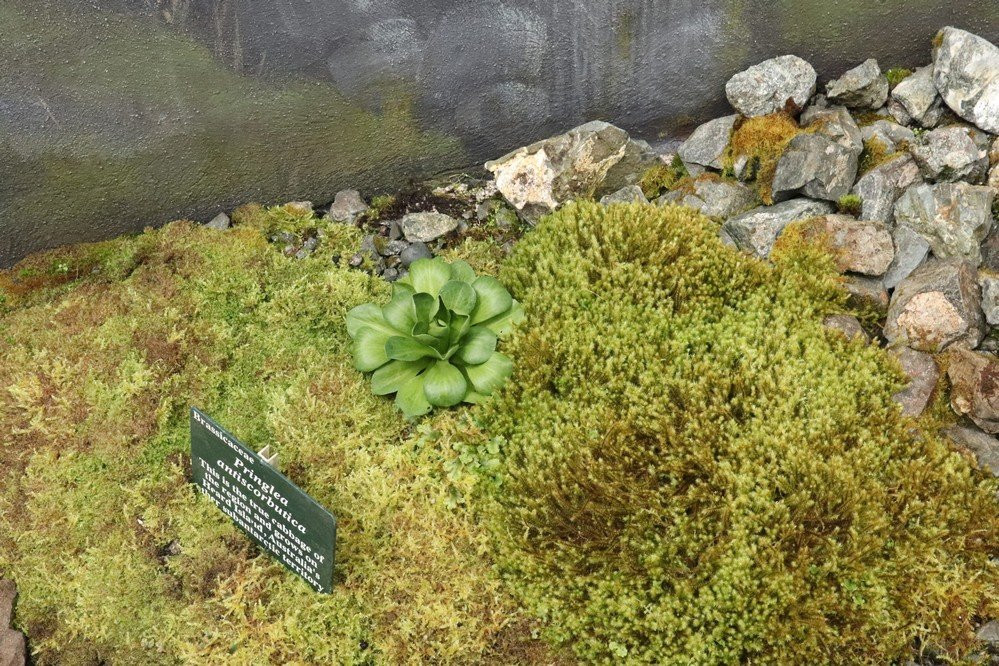 Sub-Antarctic Plant House-霍巴特必去景点