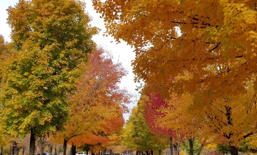 Maplewood Cemetery-Harrison必去景点
