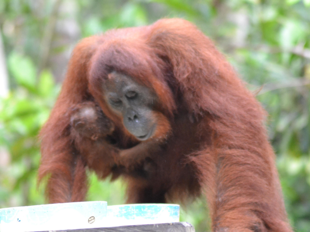 Bee Borneo Ecotourism Dayak Adventure-Pangkalan Bun必去景点