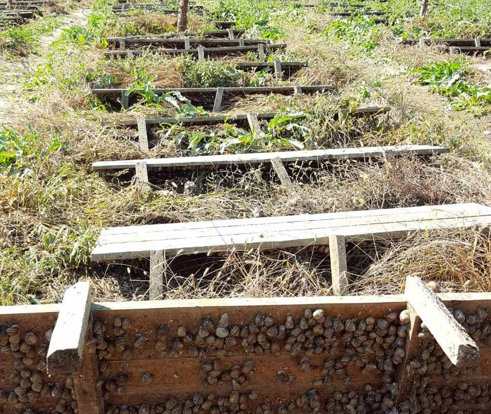 Snail Farm-Nyzhnje Selyshche必去景点