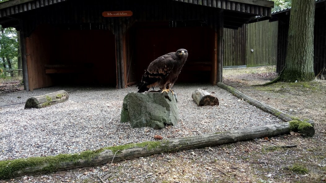 Wildtierpark Edersee景点图片