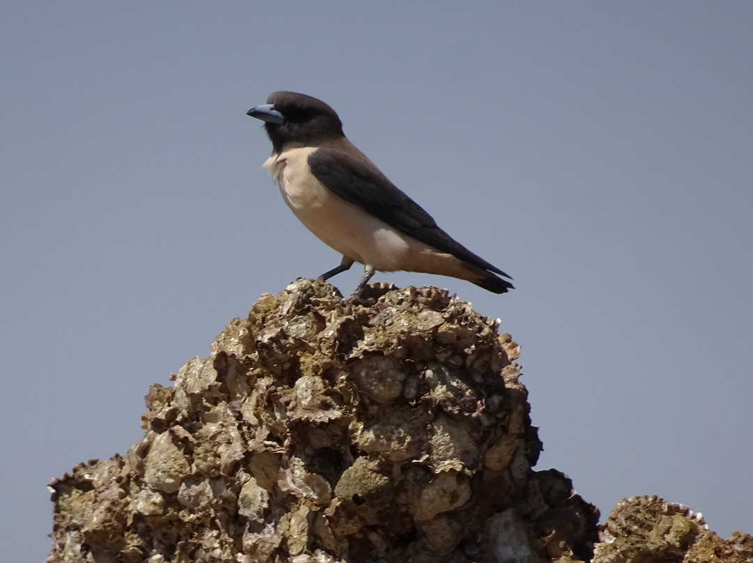 Pretty Pool-Port Hedland必去景点