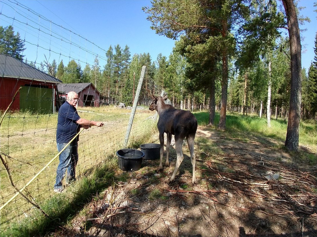 Arctic Moose Farm-Overkalix必去景点