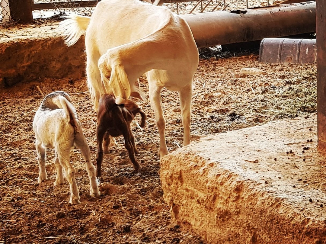 Gareh Dezh Guest House主图