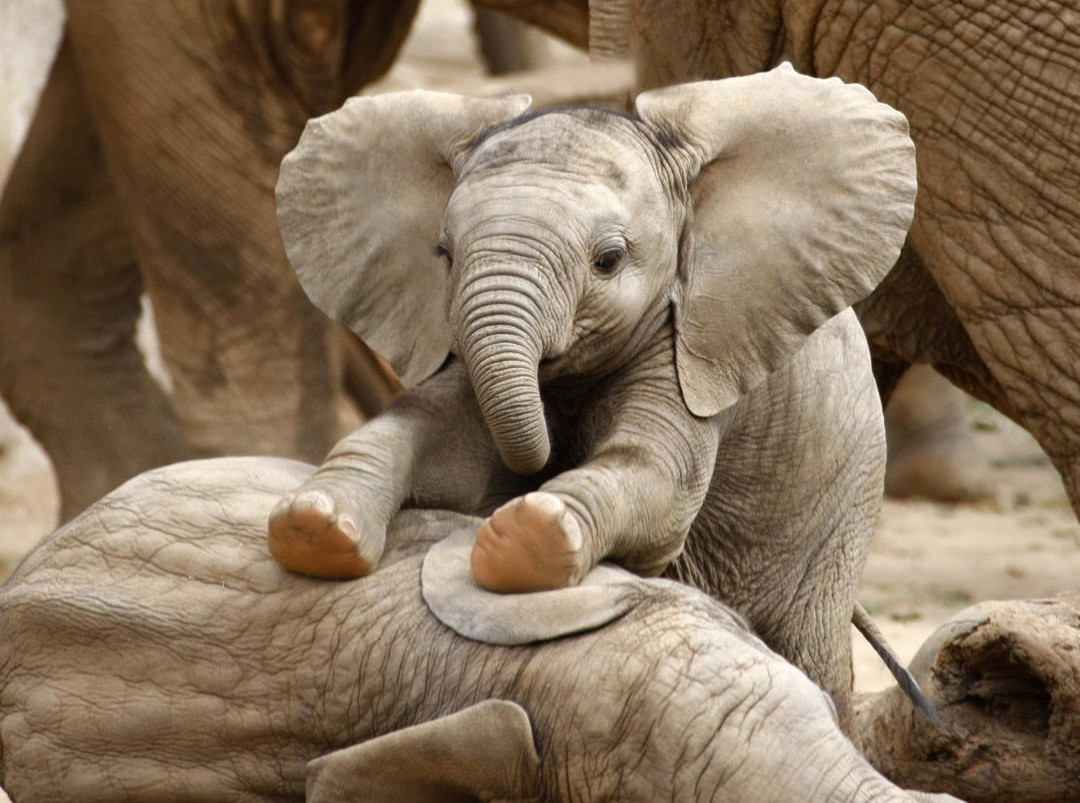 Okutembuka Safaris-温德和克必去景点