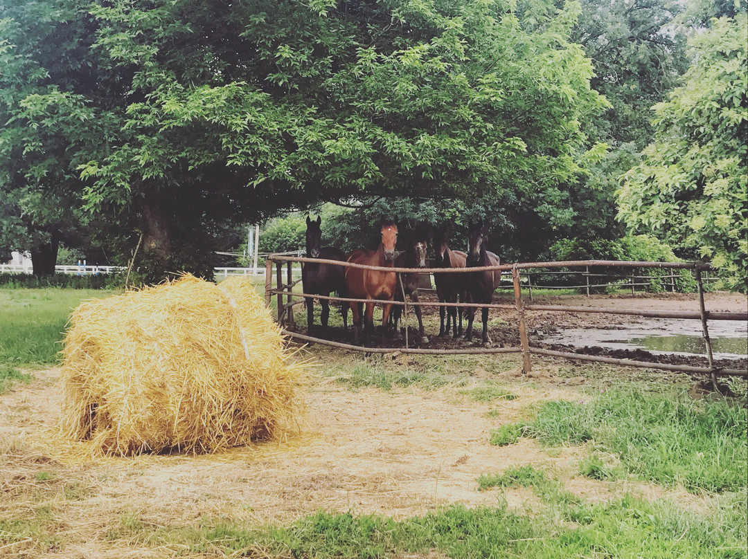 Dubrovka Horse Ranch-Dubrovka必去景点