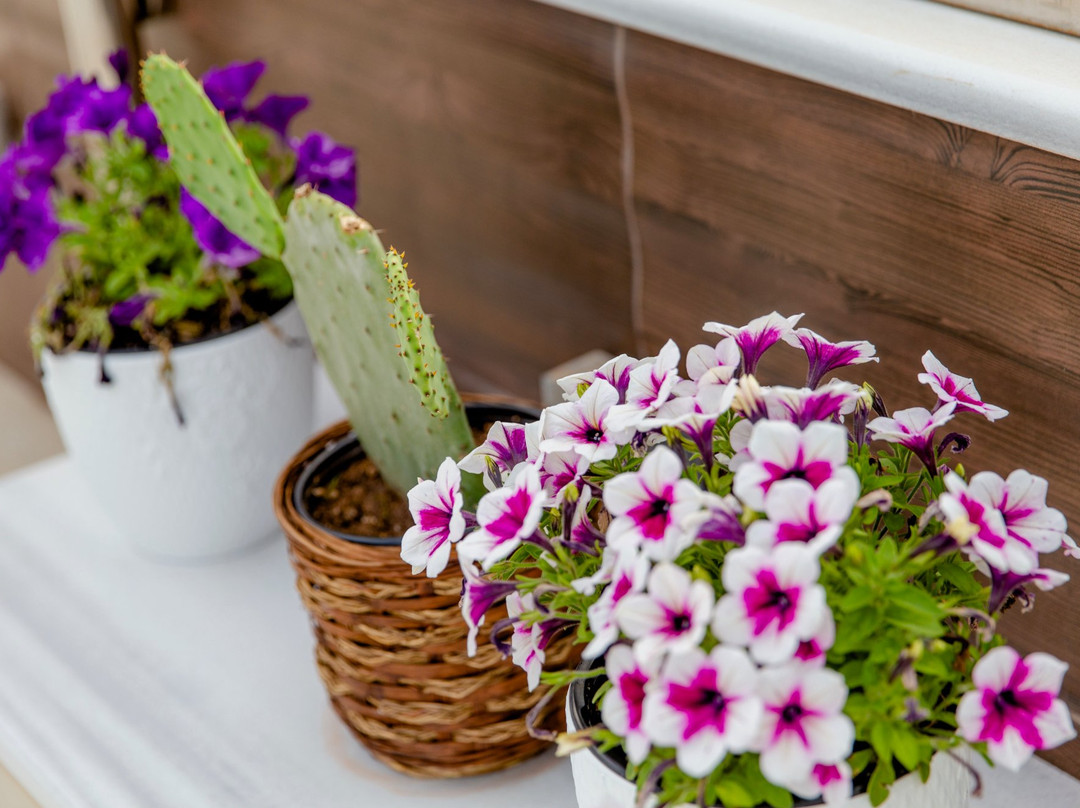 Comfy Boutique Hotel主图