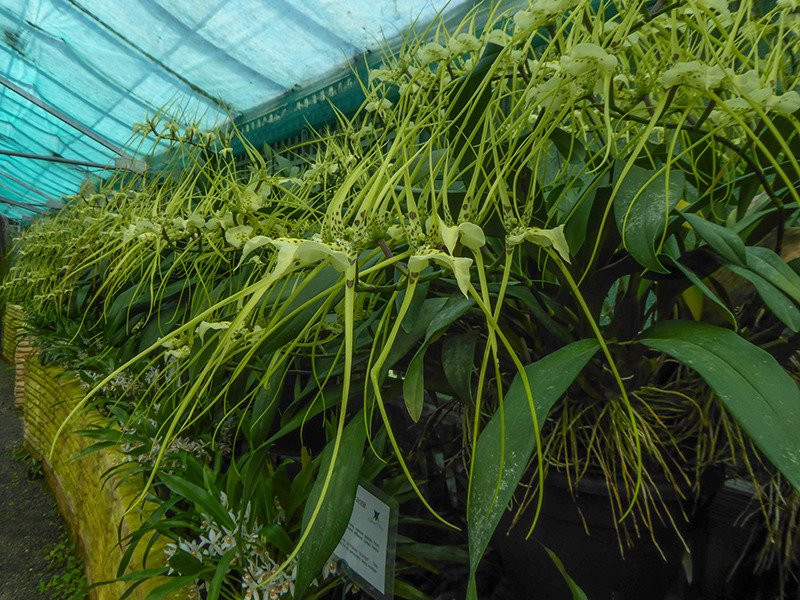Orchid Paradise-牛顿阿伯里必去景点
