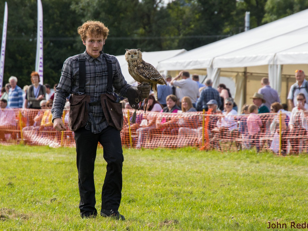 E & C Falconry Experience Ltd景点图片