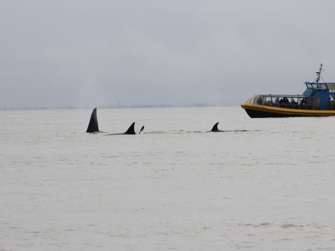 Wild Whales Vancouver景点图片