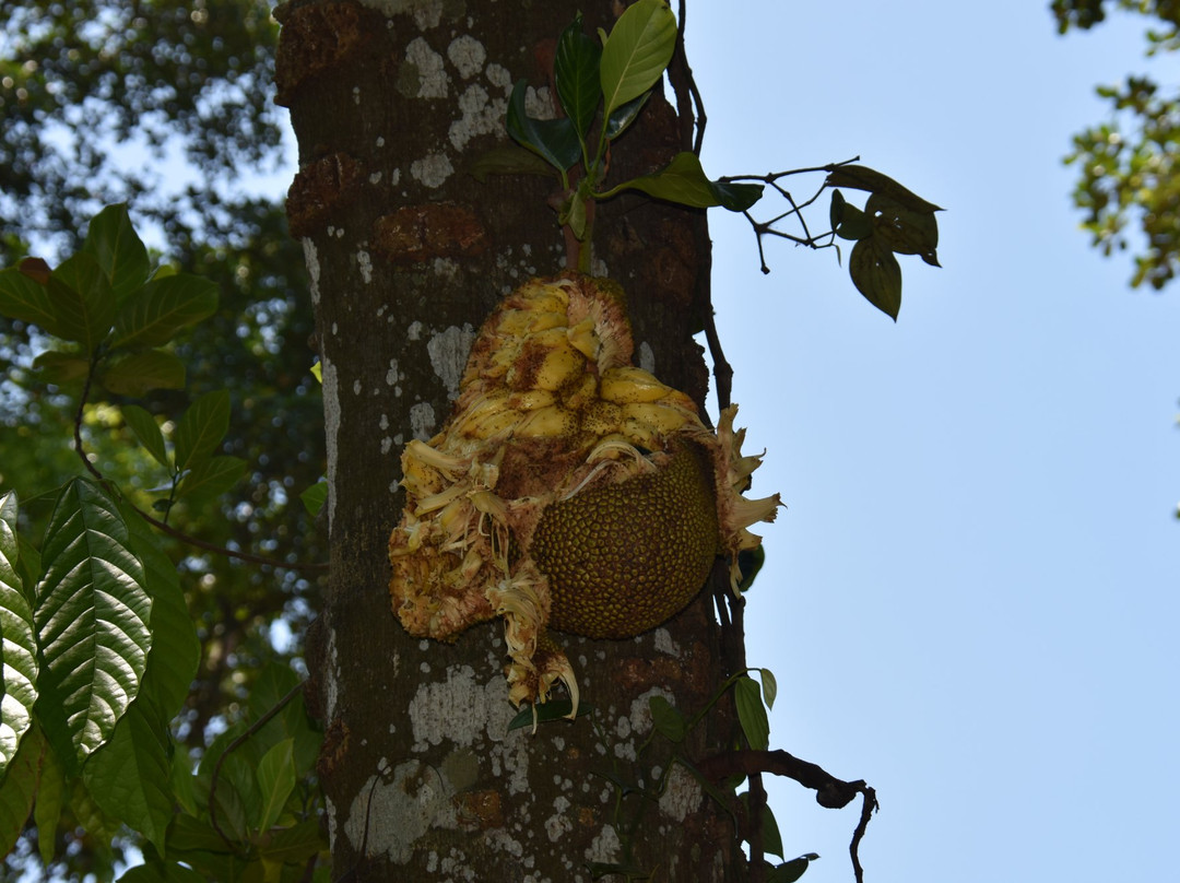 Green Land Spice Garden-康提必去景点