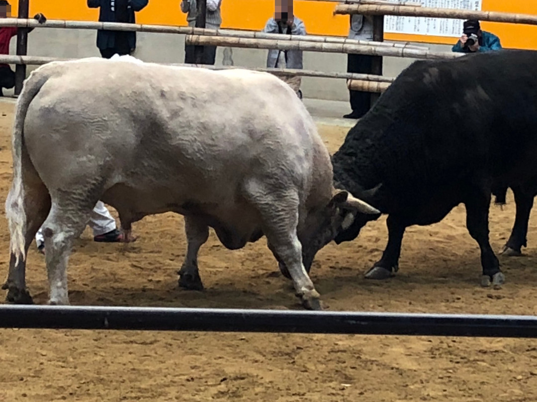 Municipal Bullfights Stadium-宇和岛市必去景点