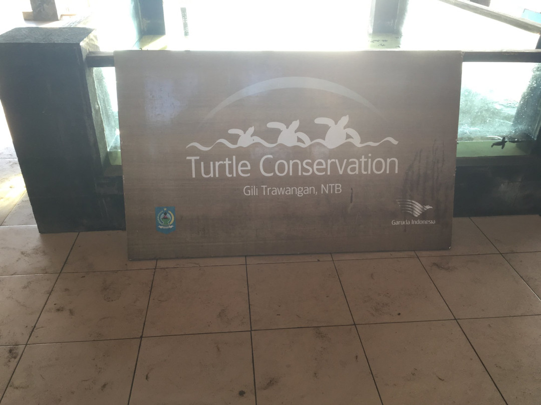 Gili Trawangan Turtle Hatchery景点图片