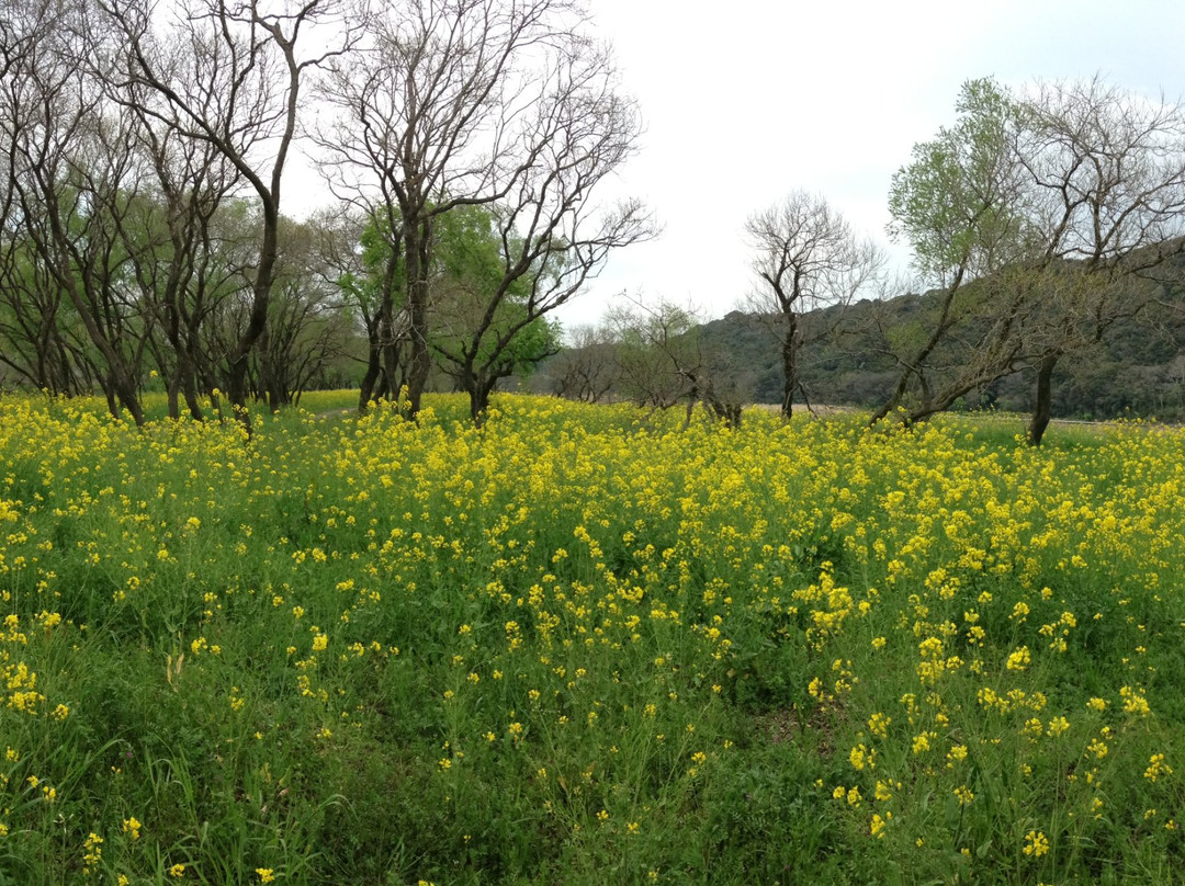 Watarigawa Ryokuchi Park-四万十市必去景点