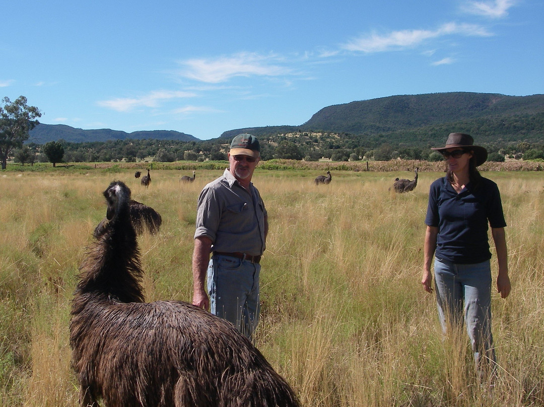 Emu Logic景点图片