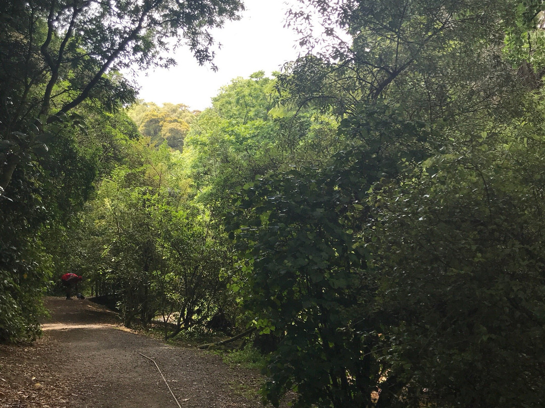 Bledisloe Park景点图片
